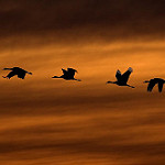 sandhill-cranes-kathy-admire